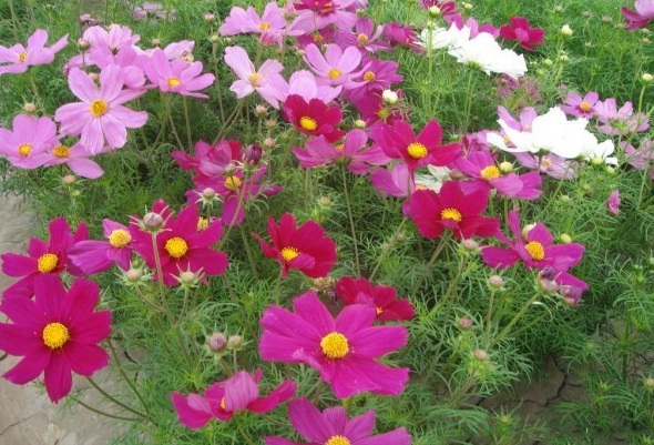 1628854028193382.jpg 1628854022(1).jpg