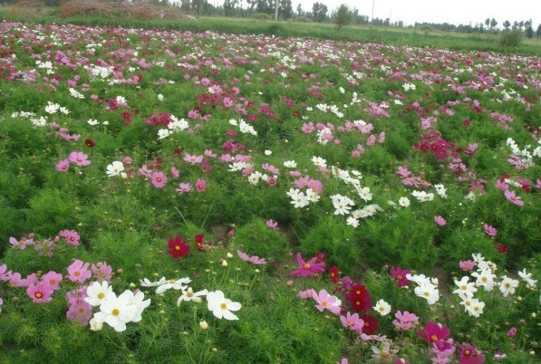 1628854042467033.jpg 1628854035(1).jpg