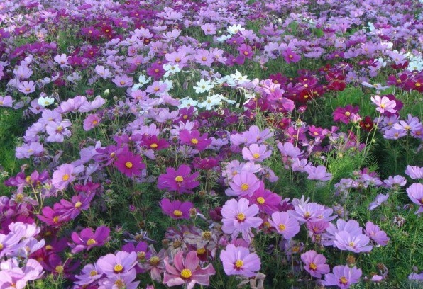 1628854055823434.jpg 1628854049(1).jpg