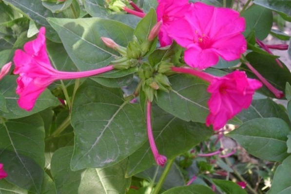 1628854149585261.jpg 1628854141(1).jpg