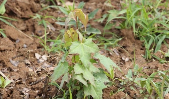 1628854298563590.jpg 1628854294(1).jpg