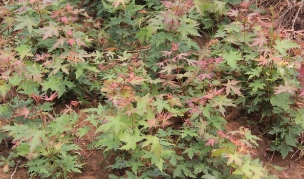 1628854324605768.jpg 1628854318(1).jpg