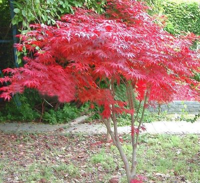 1628854454474221.jpg 1628854454474221.jpg