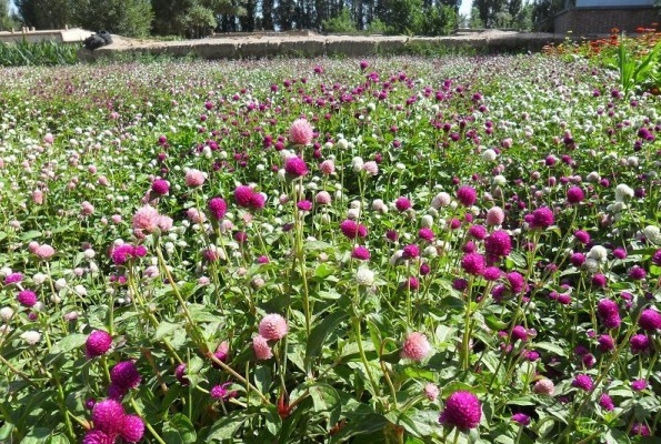 1628854524943343.jpg 1628854519(1).jpg