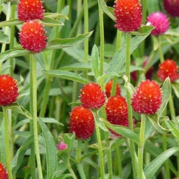 1628854542465792.jpg 1628854535(1).jpg