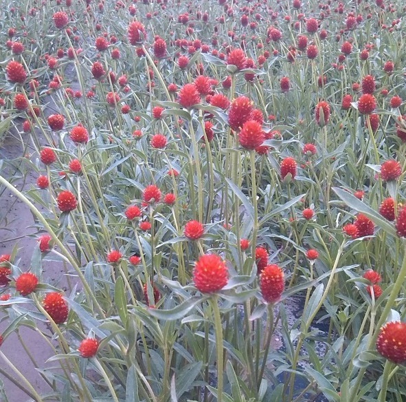 1628854558516298.jpg 1628854550(1).jpg