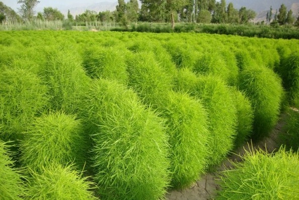 1628854645886409.jpg 1628854639(1).jpg