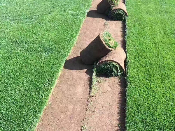 四季青草坪圖片