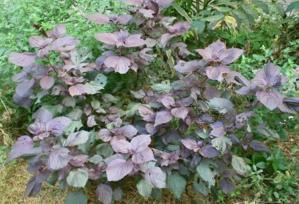 1628854994593825.jpg 1628854990(1).jpg