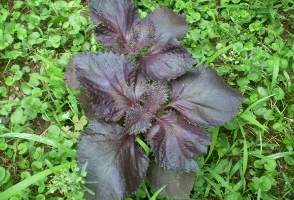 1628855025896342.jpg 1628855019.jpg