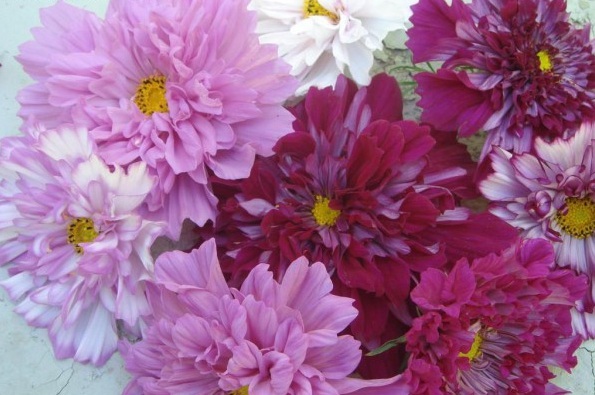 1628855239459720.jpg 1628855232(1).jpg