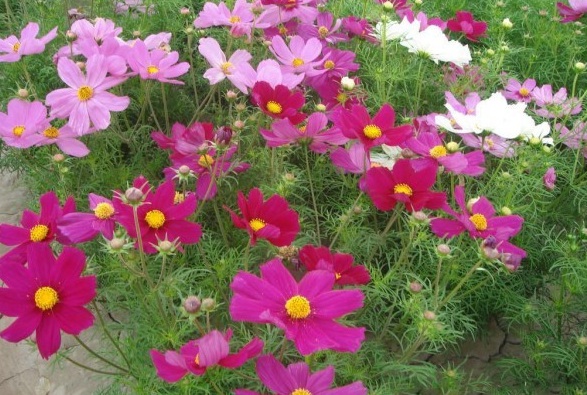 1628855297447916.jpg 1628855293.jpg