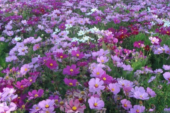 1628855335559037.jpg 1628855328(1).jpg