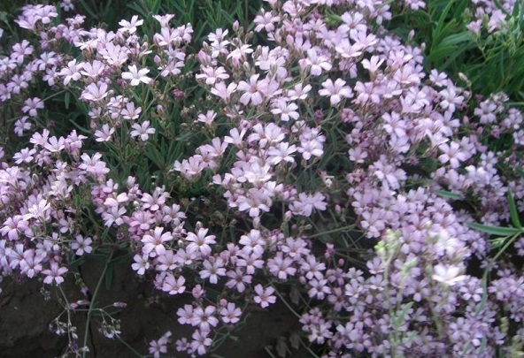 1628855673796794.jpg 1628855667(1).jpg