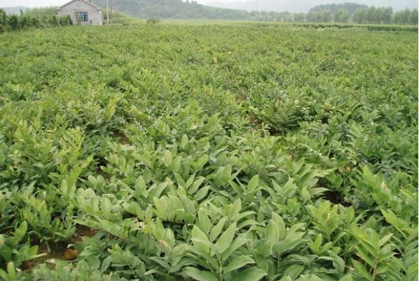 1628856182413586.jpg 1628856176(1).jpg