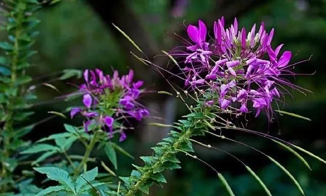 醉蝶花的簡單介紹和種植方法