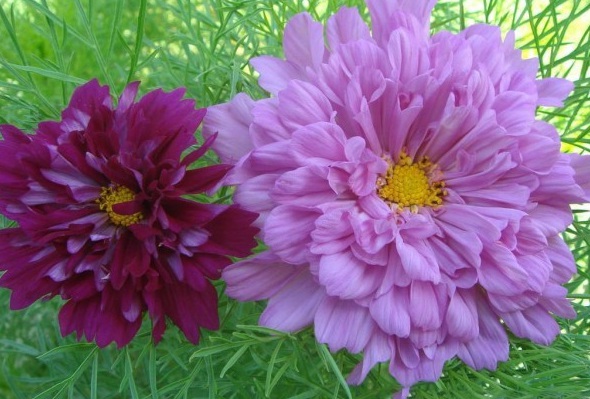 1628857485195661.jpg 1628857479(1).jpg