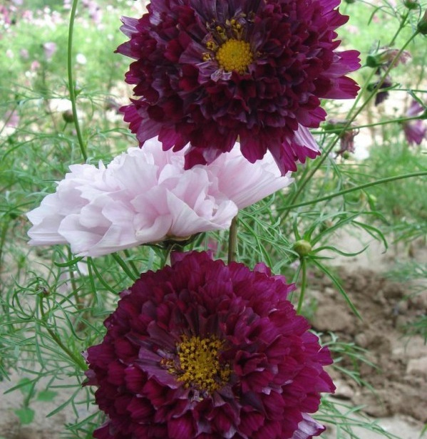 1628857504785534.jpg 1628857495(1).jpg