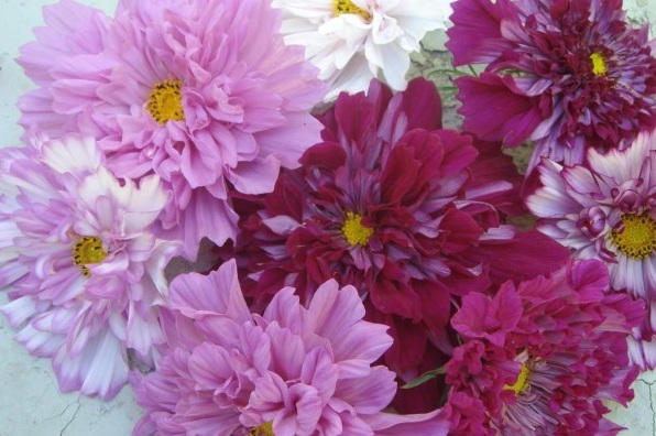 1628857515809656.jpg 1628857507.jpg