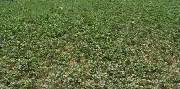 1628857741819568.jpg 1628857731(1).jpg