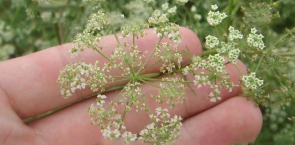 1628857772176413.jpg 1628857759(1).jpg