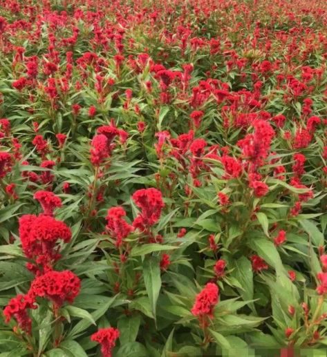 1628858103833376.jpg 1628858096.jpg