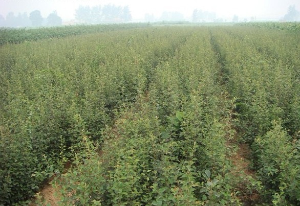 1628858332915821.jpg 1628858325(1).jpg