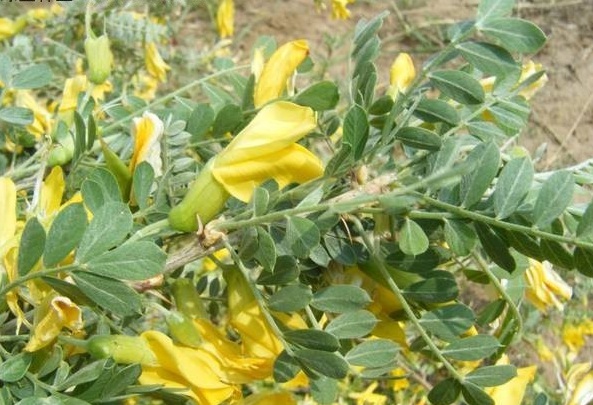 1628858899757254.jpg 1628858892(1).jpg