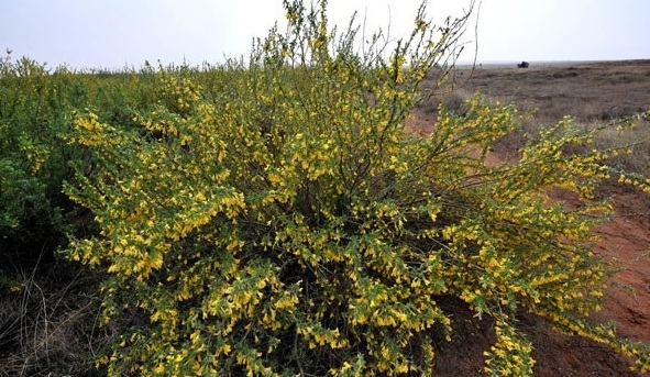 1628858925545909.jpg 1628858917(1).jpg