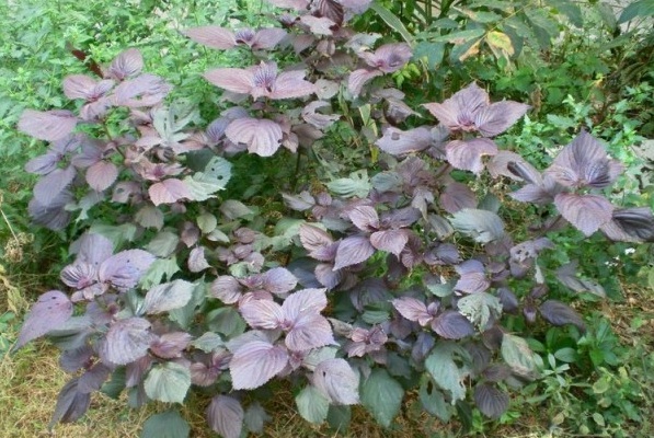 1628859307176259.jpg 1628859300(1).jpg