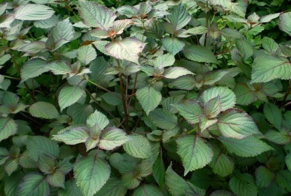 1628859332376243.jpg 1628859323(1).jpg