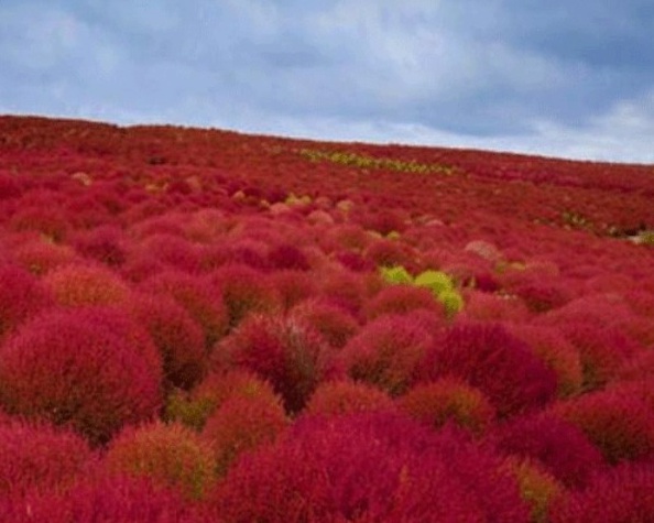 1628859566324827.jpg 1628859555(1).jpg