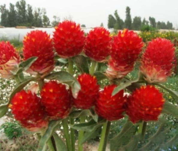 1628860666653152.jpg 1628860655(1).jpg