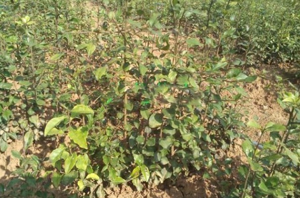 1628861126709943.jpg 1628861117(1).jpg