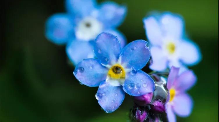 勿忘草又名勿忘我,因?yàn)橹仓晔中∏桑梢苑N植在盆栽里觀賞