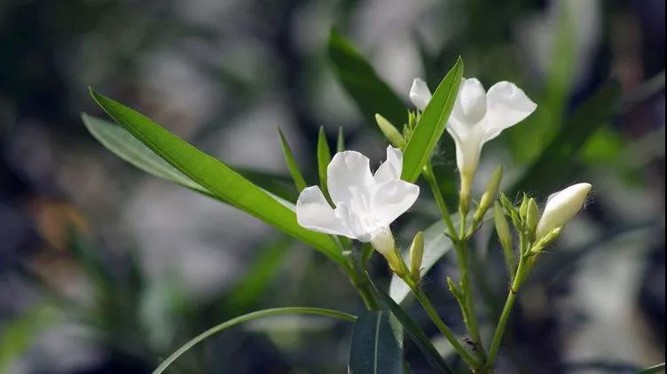 勿忘草又名勿忘我,因?yàn)橹仓晔中∏桑梢苑N植在盆栽里觀賞