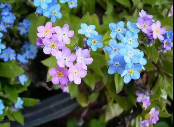 勿忘草又名勿忘我,因?yàn)橹仓晔中∏桑梢苑N植在盆栽里觀賞