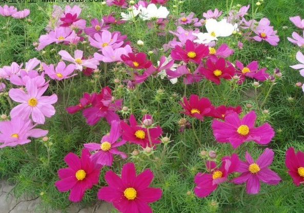 1628861806395828.jpg 1628861799(1).jpg