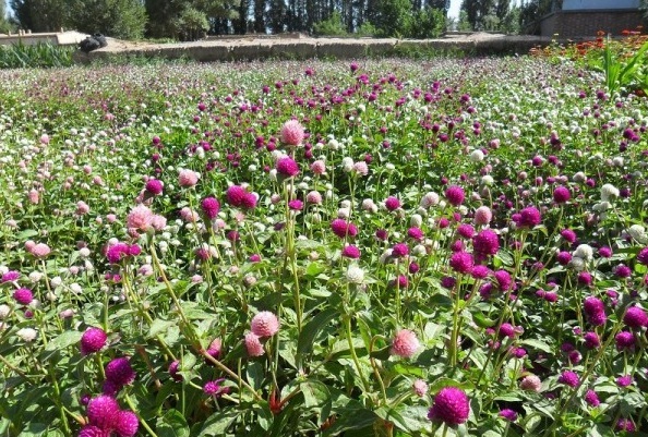 1628861821889360.jpg 1628861812(1).jpg