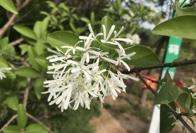 1628862333325358.jpg 1628862327(1).jpg