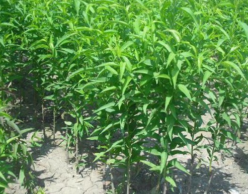 1628862446367407.jpg image.jpg