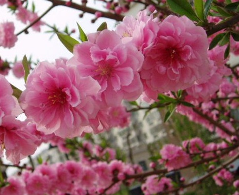 1628862468827851.jpg image.jpg