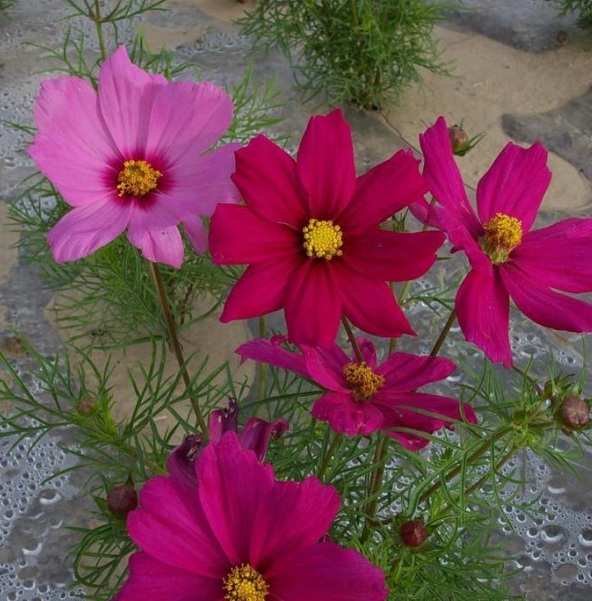 1628862862469332.jpg 1628862853(1).jpg