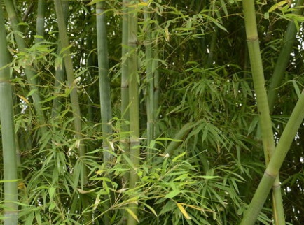 1628862865568621.jpg image.jpg