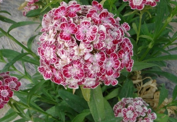 1628862967611911.jpg 1628862958(1).jpg