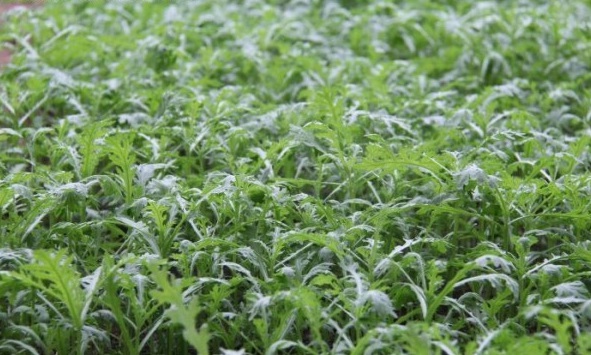 1628863560959618.jpg 1628863554(1).jpg