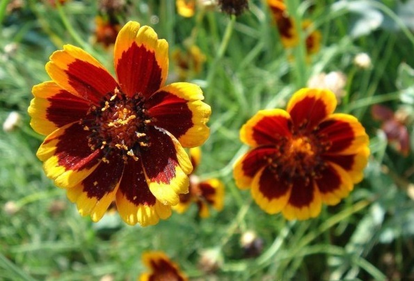 1628863780895185.jpg 1628863773(1).jpg