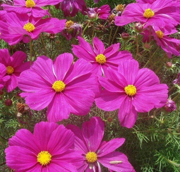 1628863861539534.jpg 1628863850(1).jpg