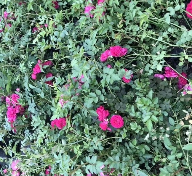 1628917332890872.jpg 1628917326(1).jpg