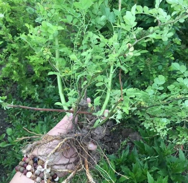 1628917352788416.jpg 1628917345(1).jpg